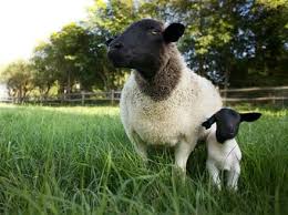 The Biggest Little Farm Documentary Educational Resources Ethnographic Documentary And Non Fiction Films From Around The Wor In 2020 Pet Chickens Big Little Farm