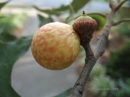 Acorns are nuts that typically have a cap. Tree Galls Are Rarely Cause For Concern Msu Extension