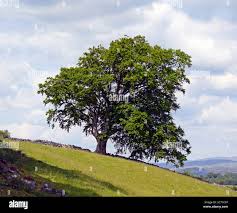 Image result for Justicia engleriana