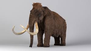 Mammoth Maya 3d Model Mammoth Ancient Animals 3d Model