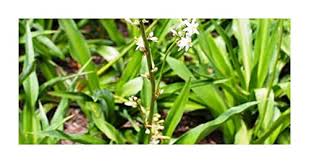 Image result for Chlorophytum krookianum