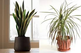 Pianta pulisci aria / 10 tipi di. Le 8 Migliori Piante Per Purificare L Aria Di Casa E Assorbire Le Tossine Che Provocano Il Cancro Il Mondo Delle Donne