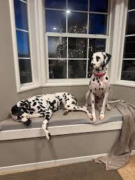 Paradise Valley Rescue added a...