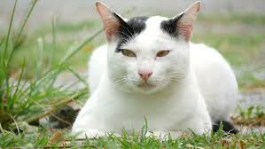We did not find results for: White Cat With Small Black Stock Footage Video 100 Royalty Free 11212472 Shutterstock