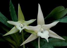 Image result for Angraecum