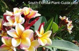 Maybe you would like to learn more about one of these? Pin On Tropical Landscaping