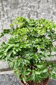 Image result for Polyscias fruticosa