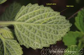 Image result for Coleus sessilifolius