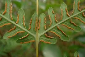 Image result for Histiopteris