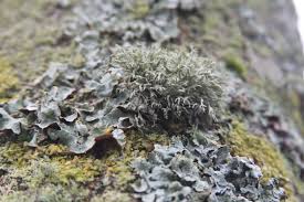 Lichens have properties different from those of their component organisms. Lichen Walk