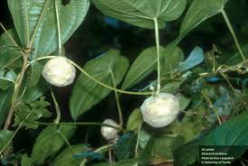 Image result for Dioscorea bulbifera