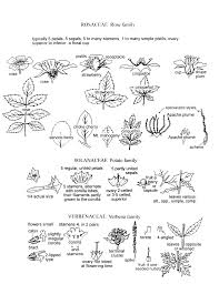 Image result for Ascolepis pusilla