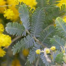 Image result for Acacia