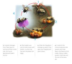 Queen bumblebees will choose a mate in the fall. About Bumble Bees Xerces Society