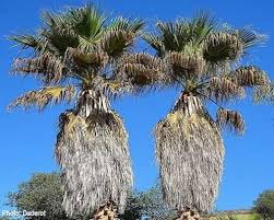 Image result for Wiesneria filifolia