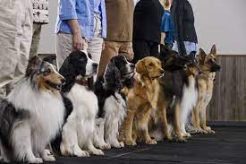 Becoming a dog groomer in texas has never been that easy. Dog Trainer Certification Programs