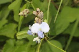 Image result for Psophocarpus scandens