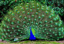 Gambar flora dan fauna di indonesia beserta asalnya. 770 Gambar Hewan Langka Beserta Asal Daerahnya Gratis Terbaru Gambar Hewan