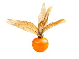 Image result for Physalis angulata