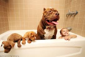 Kennel hounds, dogs and all kinds of cats Hulk The World S Biggest Pitbull Cuddles Up To His Litter Of Puppies Which Are Worth 300 000 Daily Mail Online