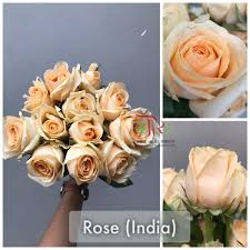 a life filled with love must have some thorns but a life empty of love will have no roses 这玫瑰唤起阳光的欢乐 温暖和欢迎的感觉 rose bloom