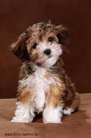 Havanese breeders in ohio google map. Red Havanese I M Obsessed Havanese Puppies Havanese Dogs Cute Dogs