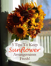 Maybe you would like to learn more about one of these? 5 Tips On How To Keep Sunflowers Alive And Fresh Sunflower Arrangements Growing Sunflowers Sunflower Vase