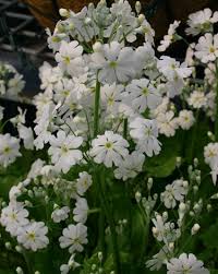 Up to 3 m span: Go Gardening Helping New Zealand Grow Garden Inspiration Tips And Advice From The Expert