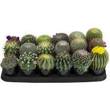 If your container doesn't have any these plants need long nights, cool temperatures and short days to form blooms. Altman Plants 9 Cm Cactus Assortment Plant 18 Pack 0881056 The Home Depot