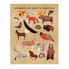 Animals Of North America Banner Camping Theme Bedroom Camping Theme Room Big Boy Bedrooms