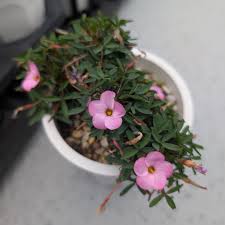 Image result for Gethyllis transkarooica