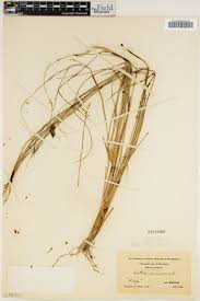 Image result for Aristida effusa