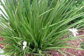 Image result for Dietes