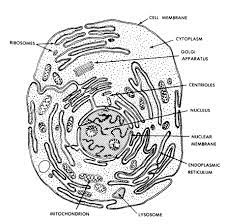 Components of a typical animal cell in animal cells, two networks of intermediate filaments provide the nucleus with mechanical support: Human Anatomy