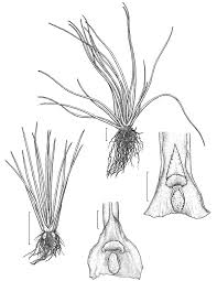 Image result for Isoetes