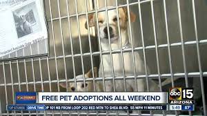 Maybe you would like to learn more about one of these? Free Pet Adoptions At Arizona Humane Society On Saturday