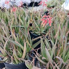 Image result for Aloe plowesii