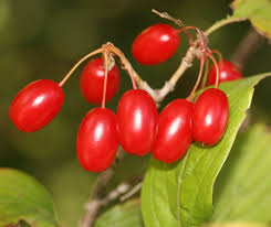 Healthy, top quality dogwood trees shipped with our arrive alive guarantee. Ohio S Dogwood Trees Dengarden