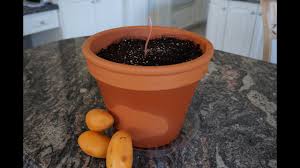 Fill the pot half way with potting soil and center the mango onto the soil. How To Grow A Mango Tree From Seed Youtube