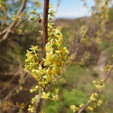 Image result for Burseraceae