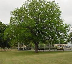 Selected and tested by t. Pawnee Pecan Tree On Fast Growing Trees Nursery Pecan Tree Tree Seeds Fast Growing Trees