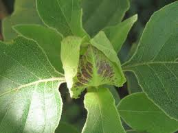 Image result for Barleria albostellata