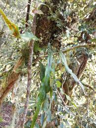 Image result for Lepisorus schraderi