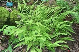 Phegopteris Decursive Pinnata Jardin Botanique Du Col De Saverne Plants Herbs Fields