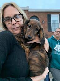 My Baby! A golden flashy brindle boy ❤️❤️