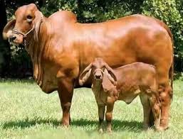 Brahman cattle are known for the hump over the withers at the back of their necks. Pin On Brahman Cattle