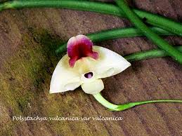 Image result for Polystachya vulcanica