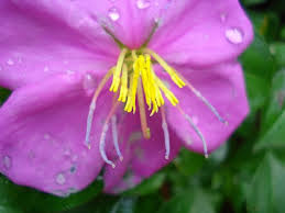 Image result for Dissotis speciosa