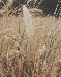 Maybe you would like to learn more about one of these? 88 Gambar Pemandangan Rumput Ilalang Paling Hist Gambar Pixabay