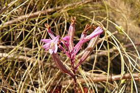 Image result for Polystachya songaniensis